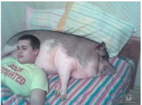사본 -돼지꿈꾸는법.jpg